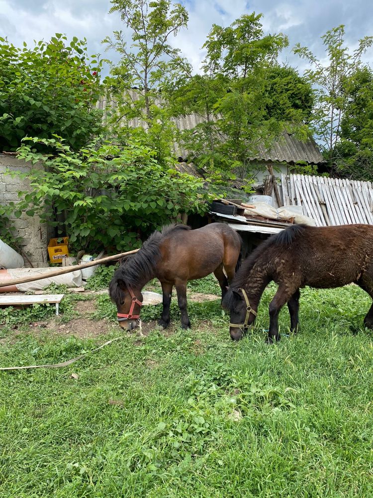 Vand poneita din stanga