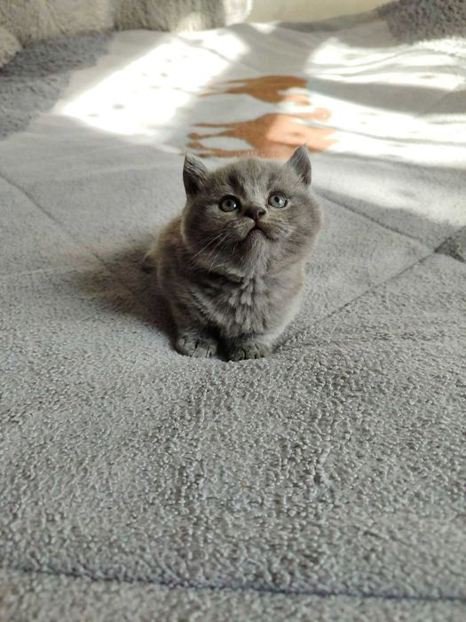 Продается котенок скоттиш страйт