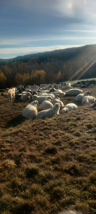 Vând 25 oi mai batrane mai multe detalii la telefon