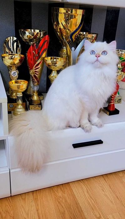 British Longhair baiat superb pedigree