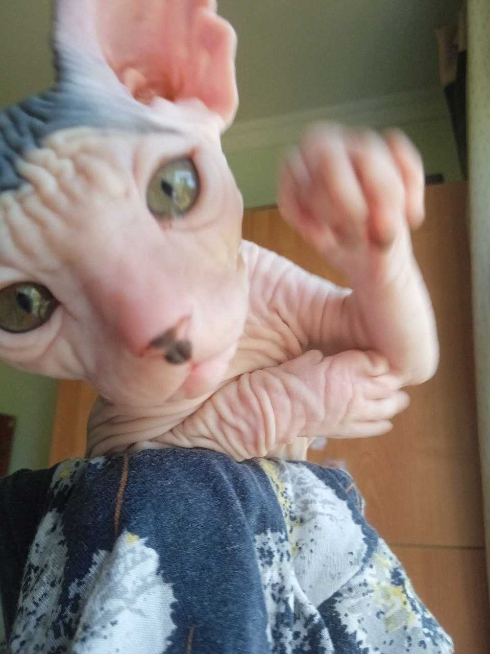 Продаются котята сфинкса