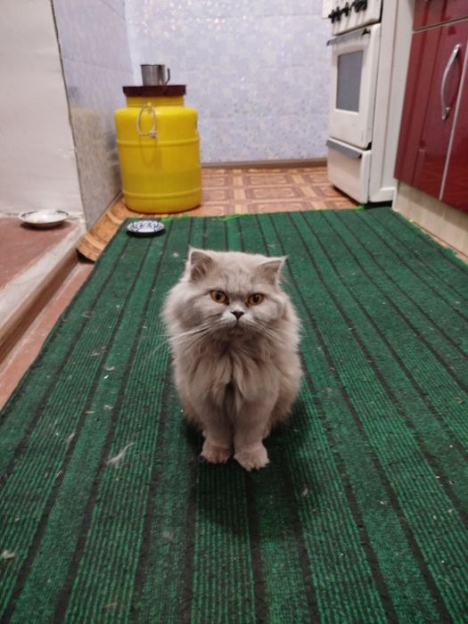 Mushuk uzun yungli 1 yosh soglom