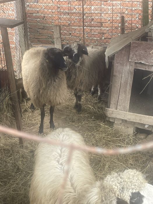 Vand 2 oi si un berbec