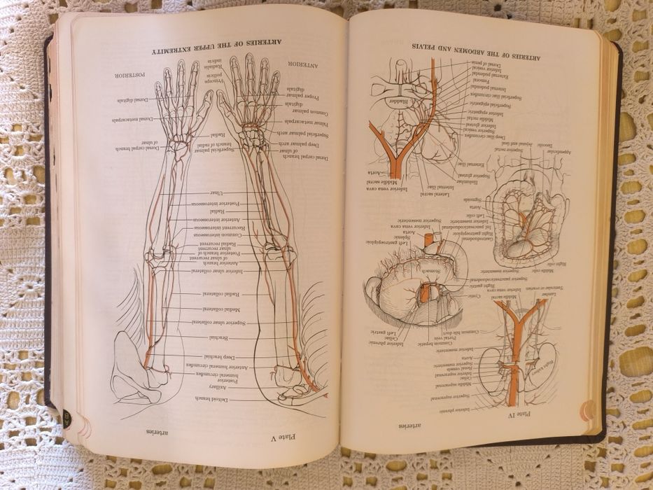 Dorland's Illustrated medical dictionary