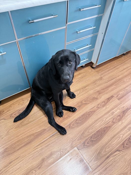 Собака Лабрадор девочка