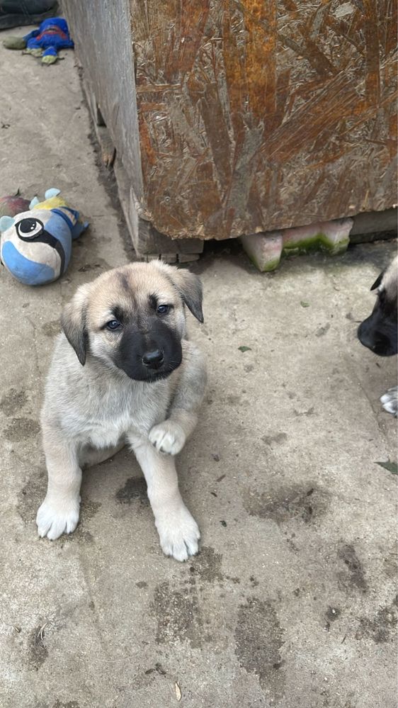 Catel rasa kangal