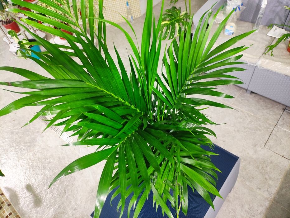 ХАМЕДОРЕЯ разновидность пальм