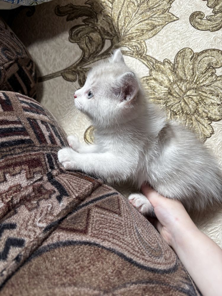 Котята бесплатно