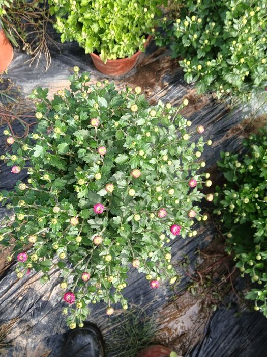 Crizanteme ghiveci mai multe culori