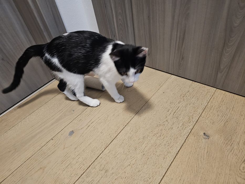 Pisica blândă cuminte