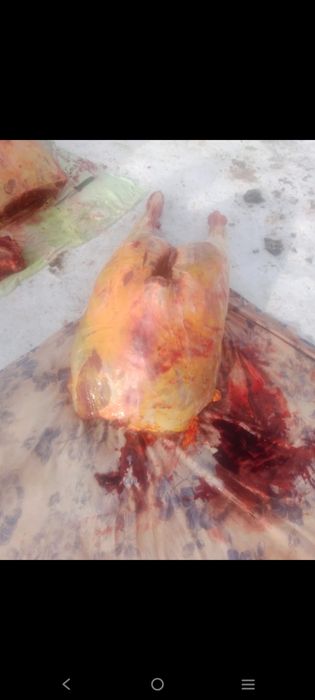 Согым сатылады, жартылай и болипте можно