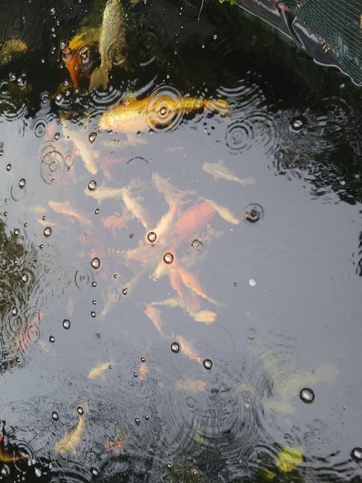 Crap Koi de vanzare