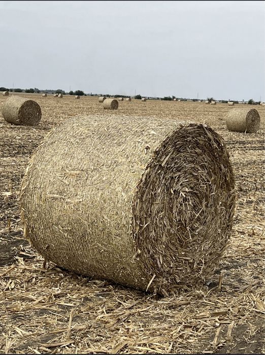 Vand baloti rotunzi coceni