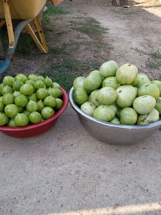 Продам зелёные помидоры