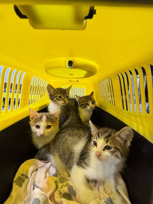 Котета на 1 мес. в София