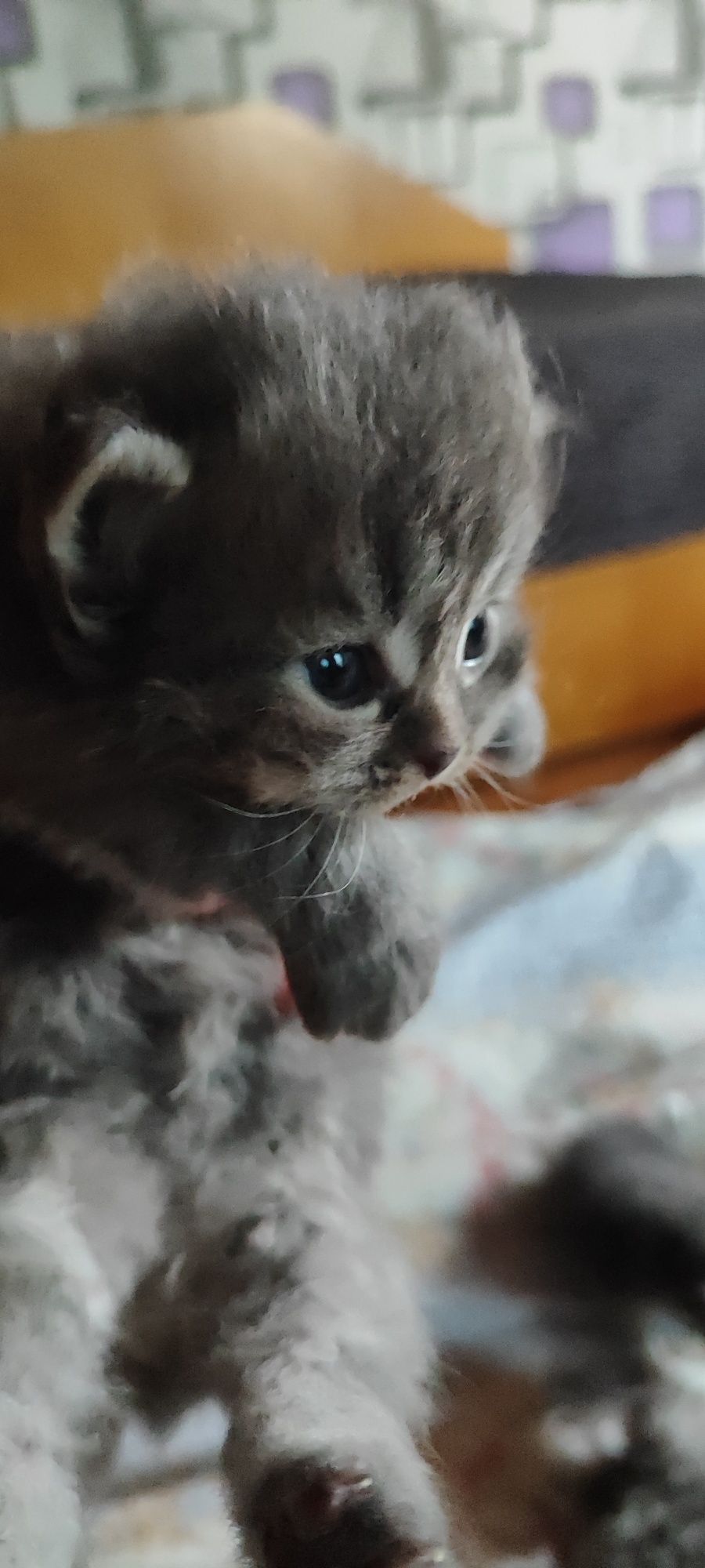 Сибирски  котета
