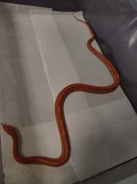 Corn snake- Șarpe de porumb