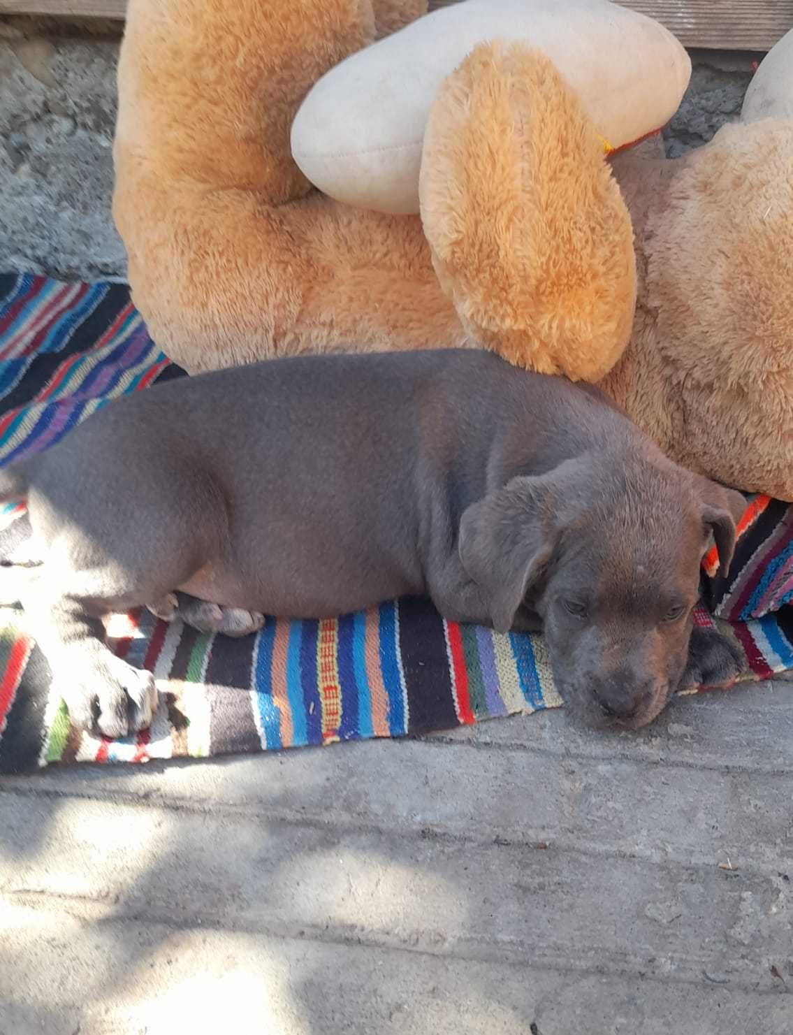 Mascul Cane Corso