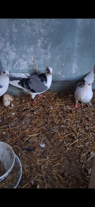 Schimb porumbei jucatori cu o femelă de fazan comun