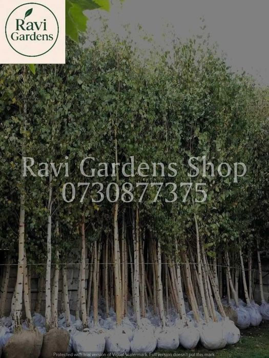 Carpen, Arțar, Tei | Garanție 100% | Scoatere la Comandă