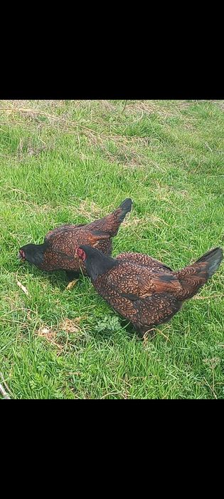 Vand gaini combatant indian