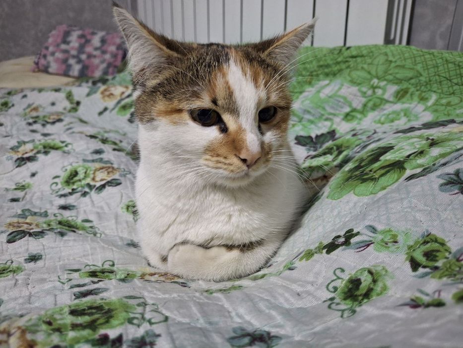 Mushuk qiz bola tekinga,Кошка отдам даром