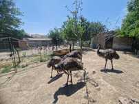 Emu, struti emu, pasari emu