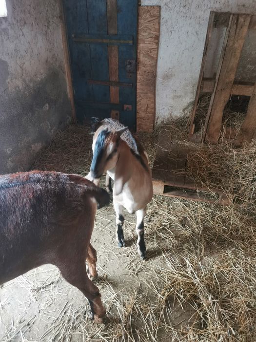 De vânzare ied anglo-nubians