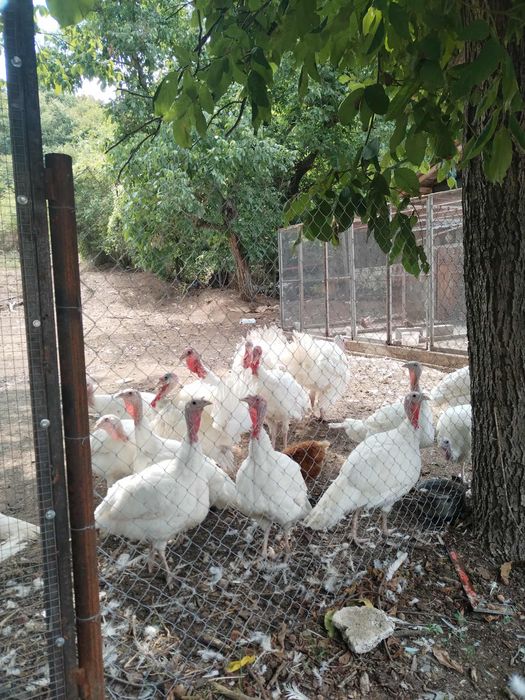 Бройлерни пуйки.