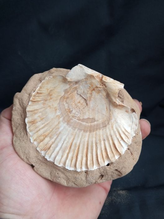 Фосил,мида, Pecten