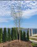 Mesteacan Alb Betula Alba, Frasin Copaci ornamentali oriunde in tara!