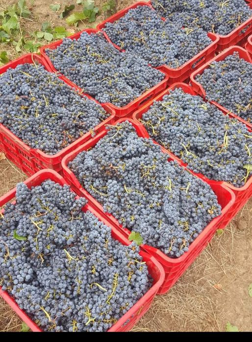 Struguri de vin avem toate soiurile nr 078542852nouă
