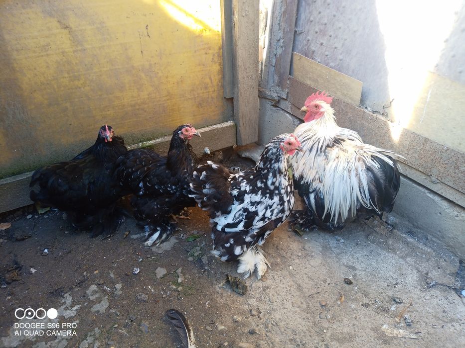 Cochinchina pitic și chabo