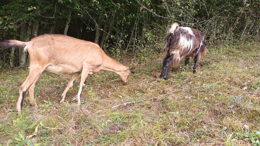 Căprițe de vanzare!
