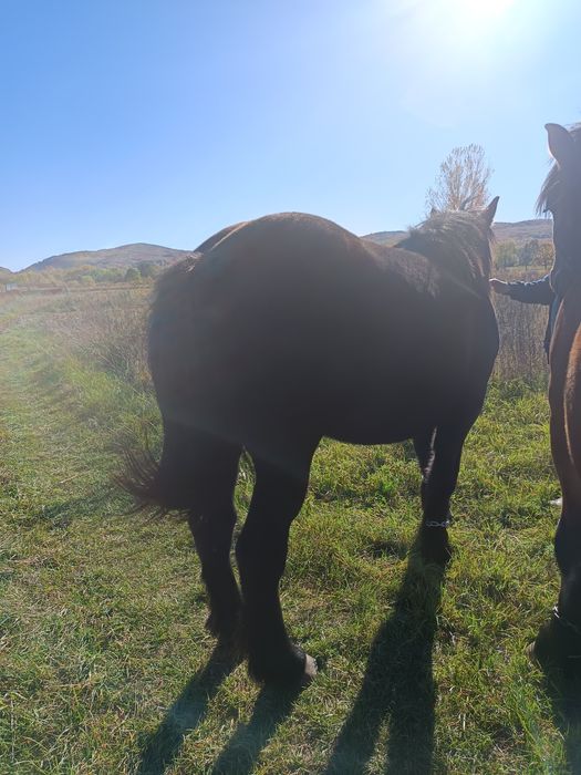 Vând iapa și mânji