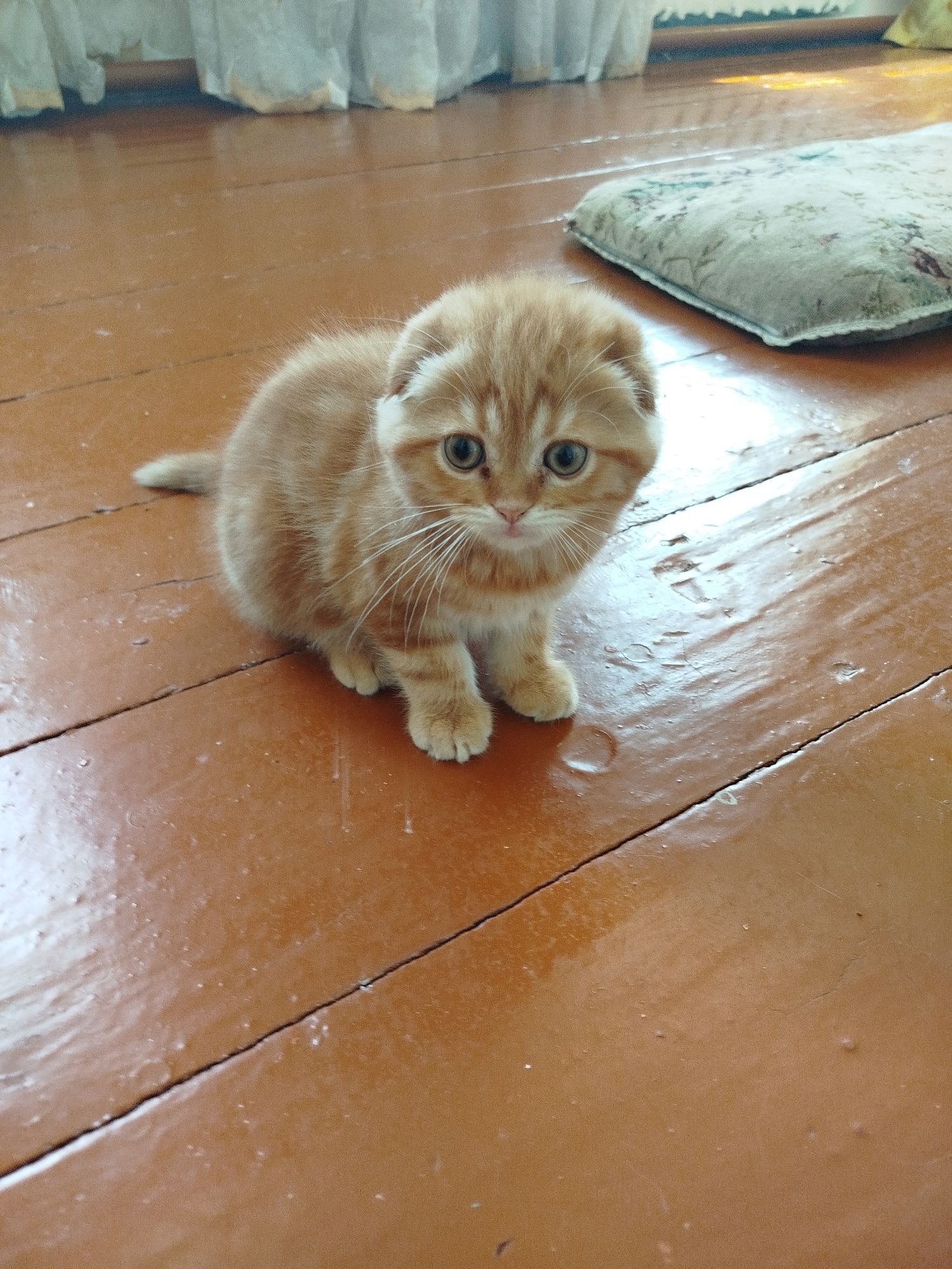 котёнки очень милые