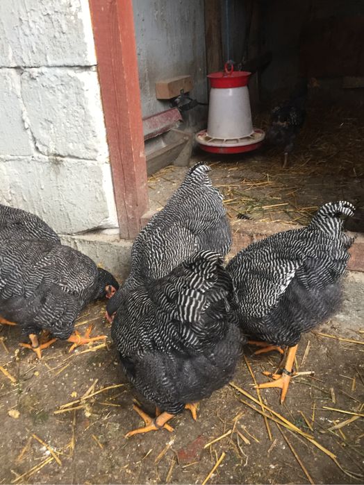 Vand ratoi rasa muta,familii si oua Sussex,Plymouth alb,Australorp.