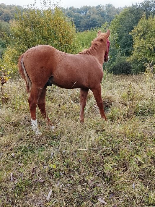 Mânz , vârsta 6 luni