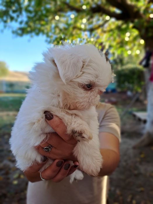 Shih-tzu, talie mică