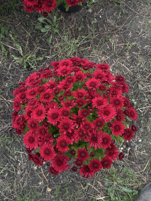 Crizanteme EnGros/Angro de Vanzare