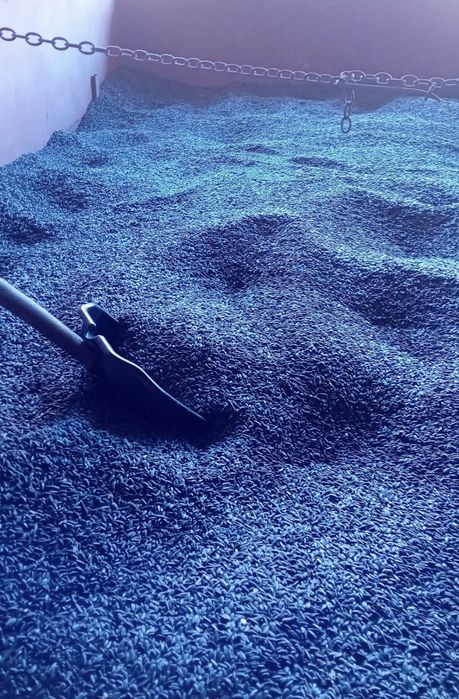 Vând floarea soarelui