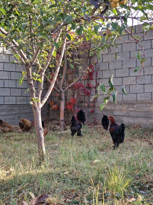 Продаются куры 11шт с петухом