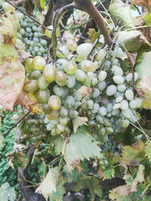 Vând struguri pentru vin