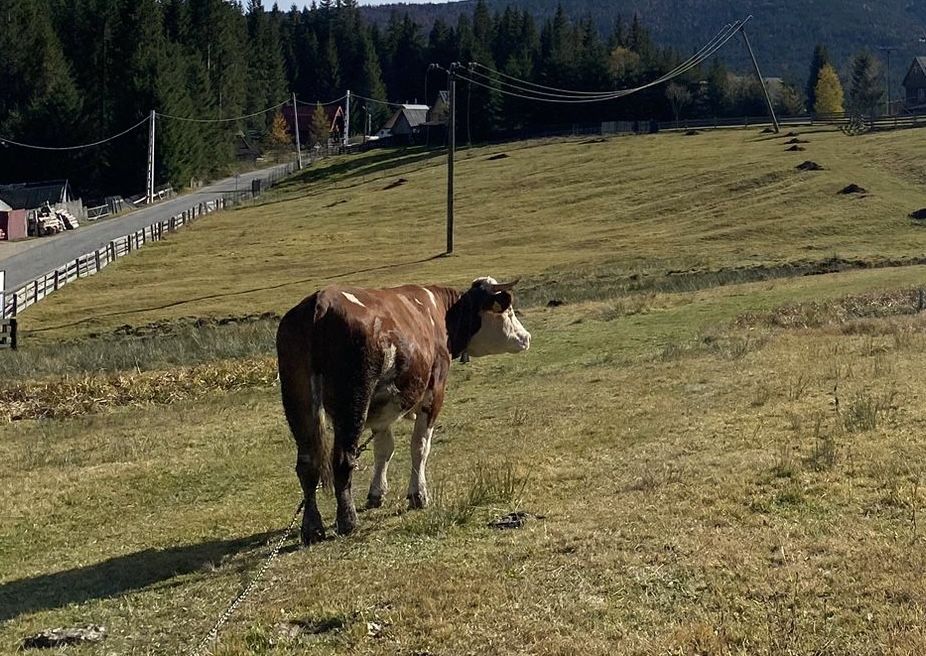 Vand Jurinca Baltata Romaneasca