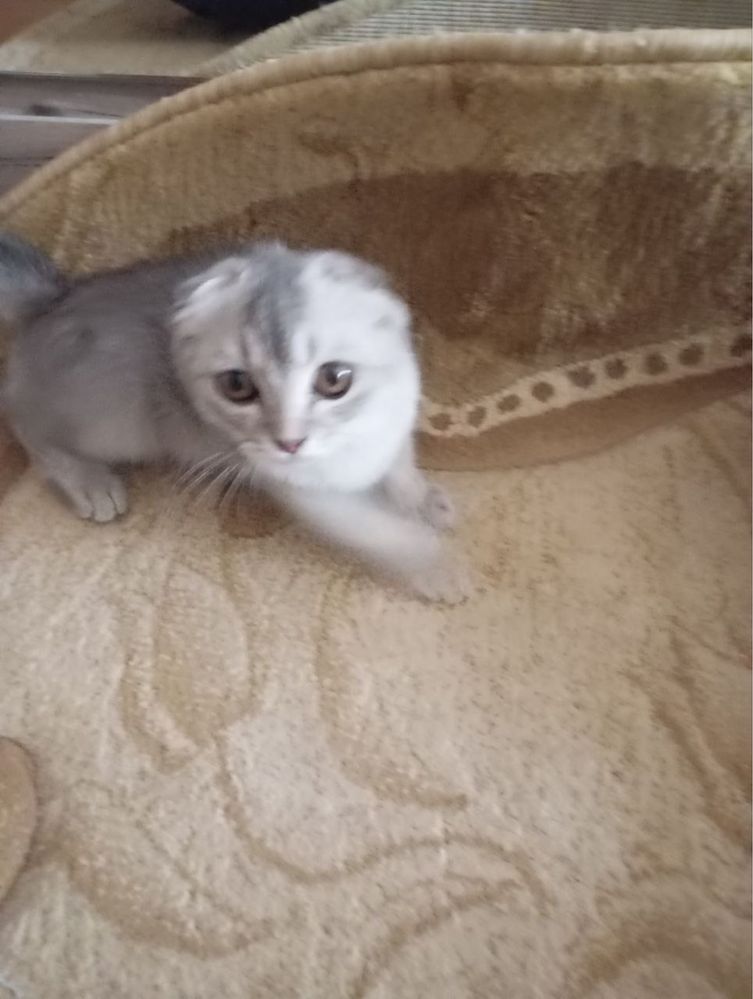 Продам шотландскую кошку Scottish Fold