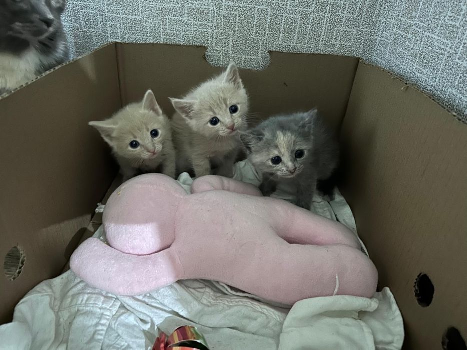 Отдам котят в добрые руки!