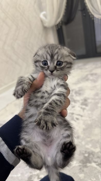 Продаем котят 3 фолд 2 страйт шотландцы