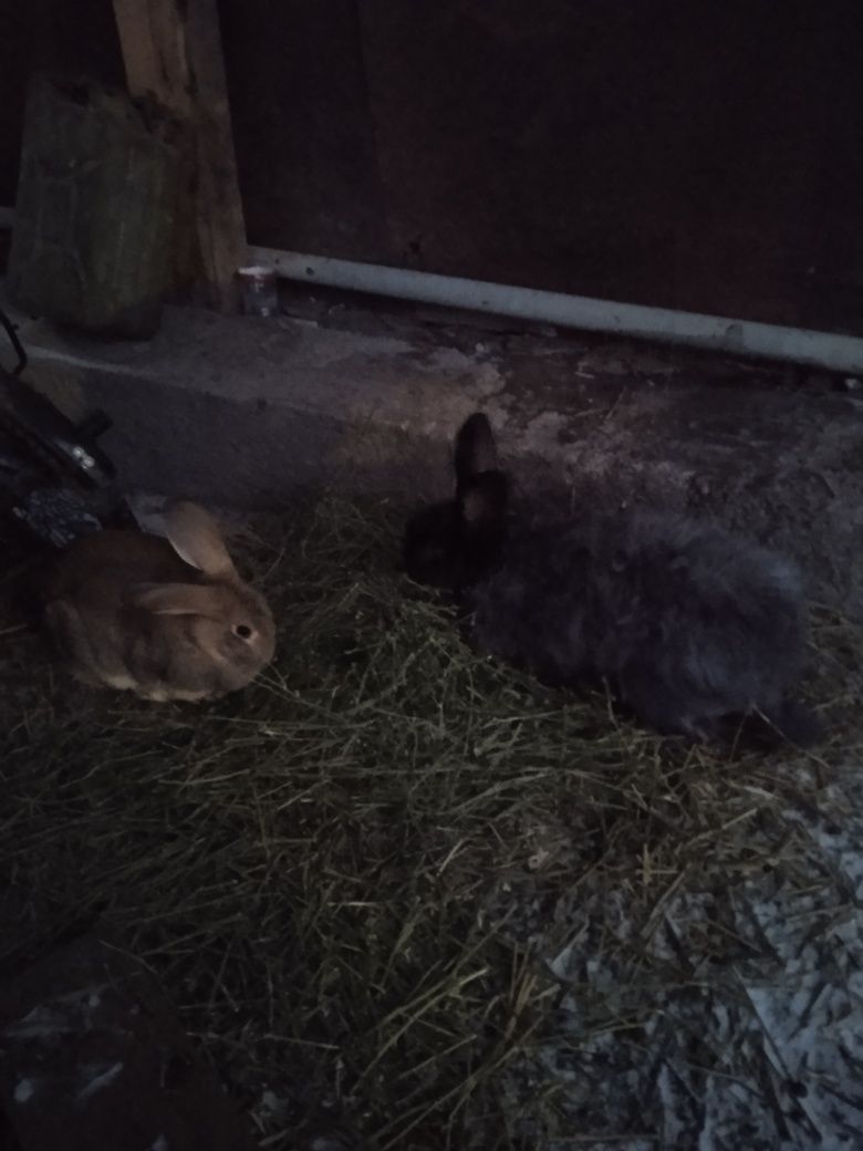 Продам кроликов, самка и самец