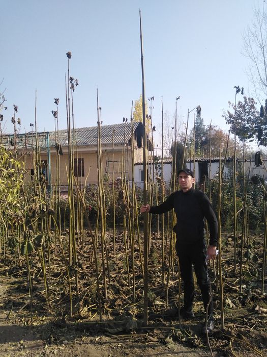 Декоратив кучатлар яшмл макон учун