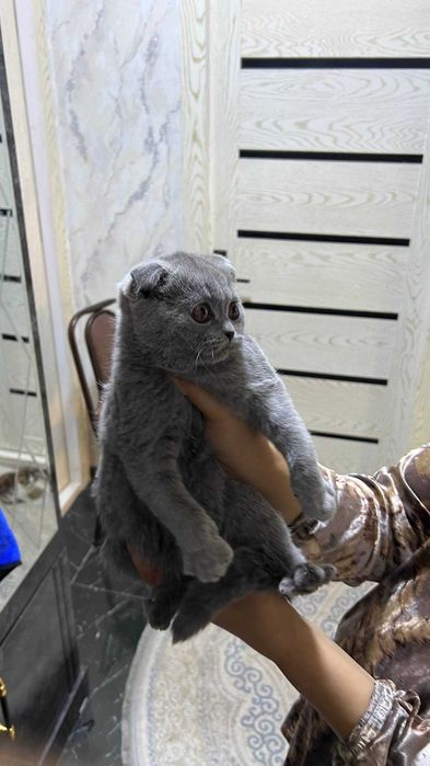 Skotish fold. Qiz mushuk